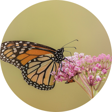 Monarch vlinder. van Frank van Middelkoop