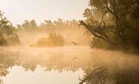 Mistige zonsopkomst  in de biesbosch