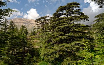 Cederbomenbos in Libanon van x imageditor
