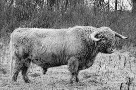 Schottische Highlander