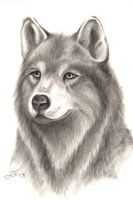 Wolf in drybrush technique