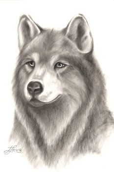 Wolf in drybrush techniek