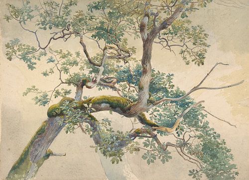 Boomtakken, Charles Reginald Aston