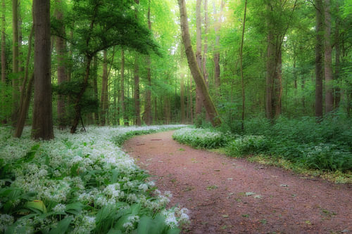 Daslook in het bos tijdens het voorjaar