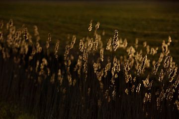 Ochtendlicht op Walcheren 8