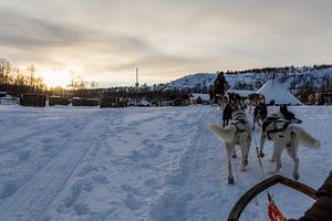 Huskysleeën in Lapland over Langfjorden