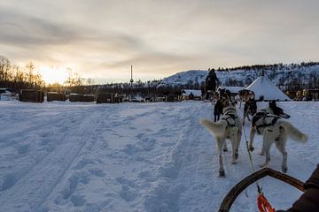 Huskysleeën in Lapland over Langfjorden van Mart Houtman