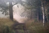 Where Memories Go IV by Frank Hoogeboom thumbnail