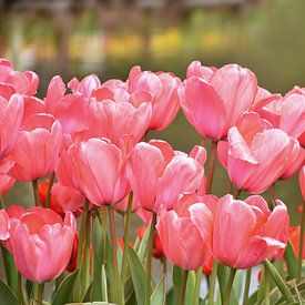 Toujours le printemps sur Ingrid de Vos - Boom
