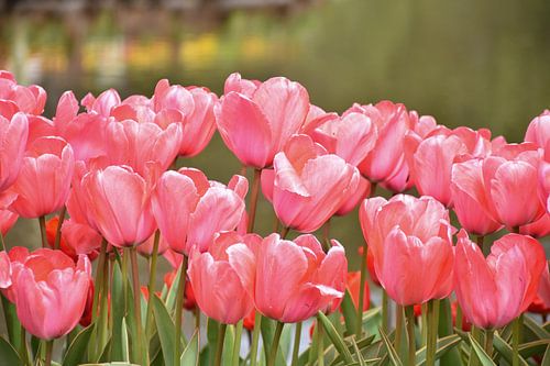 Altijd lente