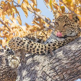 Relaxing Leopard by Lennart Verheuvel