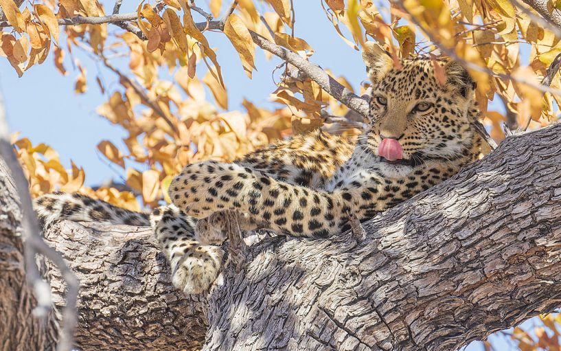 Relaxing Leopard by Lennart Verheuvel