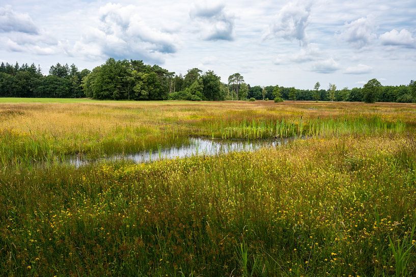 Woods and heather landscape in summer at the Netherlands van Werner Lerooy