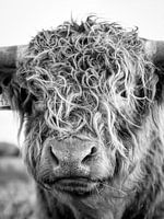 Schotse Hooglander zwartwit