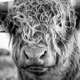 Schotse Hooglander zwartwit van MAB Photgraphy