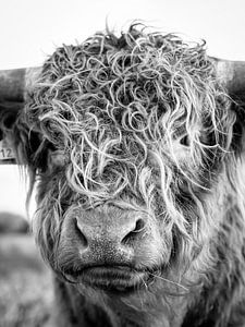 Schotse Hooglander zwartwit van MAB Photgraphy