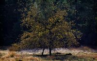 Loonse en Drunense Duinen von Christiaan Krouwels Miniaturansicht