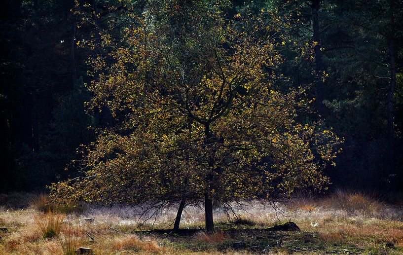 Loonse en Drunense Duinen von Christiaan Krouwels