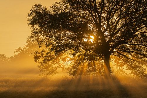 Aufgehende Sonne in den Dünen von Loonse und Drunense. von Susan van Etten