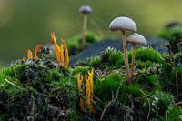 De miniwereld in het bos.