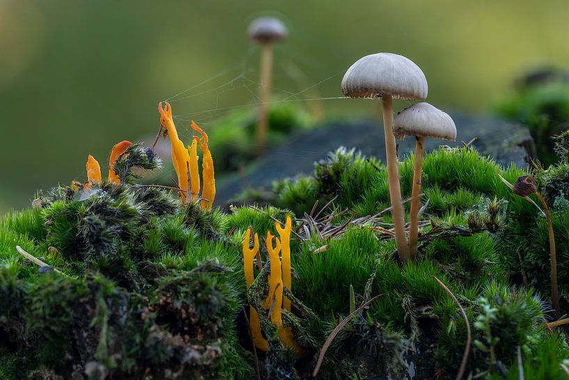 Die Miniwelt im Wald. von Els Oomis