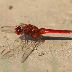 Feuerlibelle von Matthias Brix