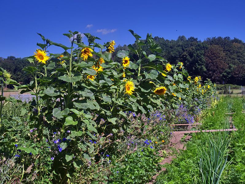 Zonnebloem rij van Edgar Schermaul