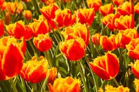 tulipes