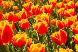 tulips by Carlien schelhaas