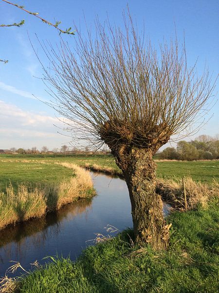 Mooie Knotwilg aan de waterkant van de rivier de Swalm. Limburgs landschap.  van Joost Brauer