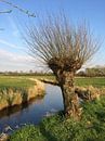 Mooie Knotwilg aan de waterkant van de rivier de Swalm. Limburgs landschap.  van Joost Brauer thumbnail