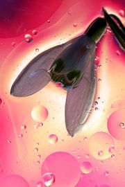 Fantasy Flower von Marcel van Rijn