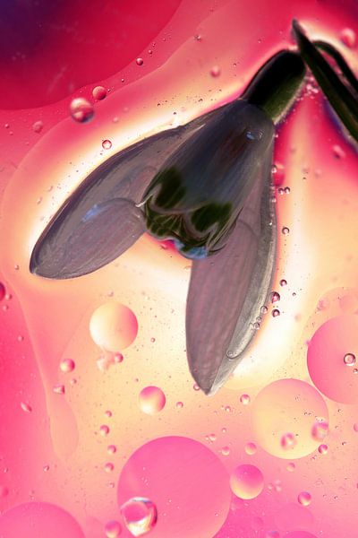 Fantasy Flower by Marcel van Rijn