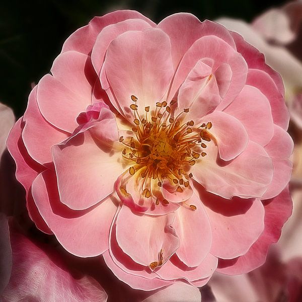 Wild rose by Mario de Lijser