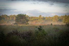 landscape by Maaike Krimpenfort