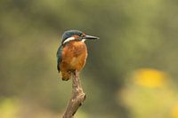 Kingfisher