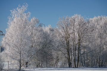 Winterlandschaft mit Schnee und Reif bedeckten Birken von Martin Köbsch