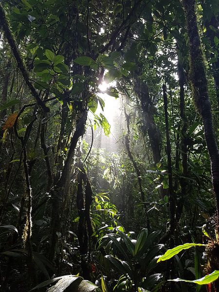 Jungle met een straaltje zon van Joelle van Buren