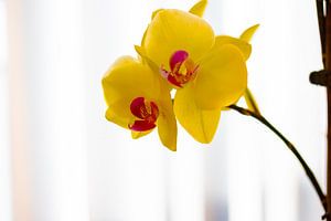 Schöner Strauß aus gelben Orchideenblüten.