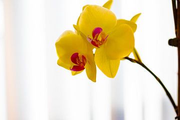 Prachtig boeket gele orchideeënbloemen. van de-nue-pic