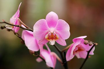 L'orchidée pourpre sur Cornelis (Cees) Cornelissen