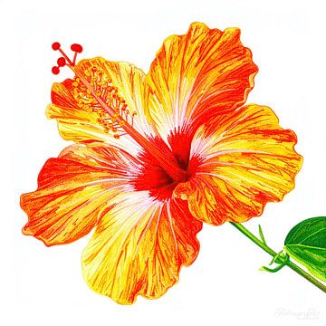 Schilderachtige hibiscusbloem uit serie A 02C van AidasignArt