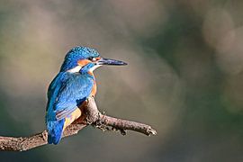 Kingfisher by Wiltrud Schwantz