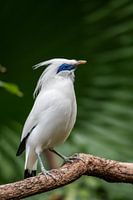 Een Bali myna vogel
