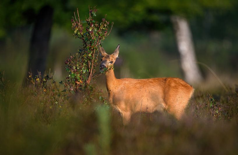 Rehbock auf Futtersuche von Andy van der Steen - Fotografie