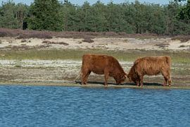 Scottish Highlanders by Niki Radstake