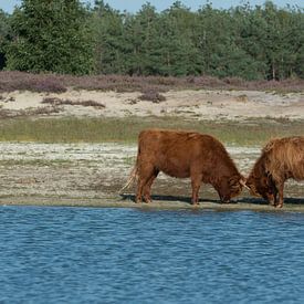 Schotse hooglanders van Niki Radstake