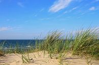 Dunes on the Baltic Sea by Ostsee Bilder thumbnail