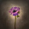 Graceful flower - Anemone coronaria | vintage style gold by Melanie Viola