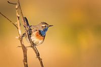 Bluethroat in the sun